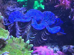 Image result for tridacna