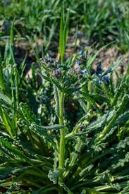 Attēlu rezultāti vaicājumam “Anchusa arvensis leaf”