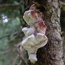 Attēlu rezultāti vaicājumam “Leptoporus mollis”
