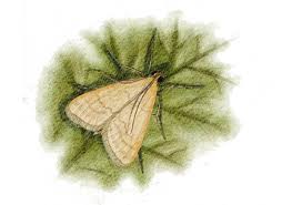 Attēlu rezultāti vaicājumam “Mecyna flavalis”