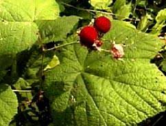 Attēlu rezultāti vaicājumam “Rubus parviflorus”