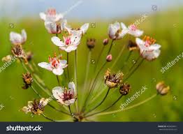 Attēlu rezultāti vaicājumam “Butomus umbellatus bud”