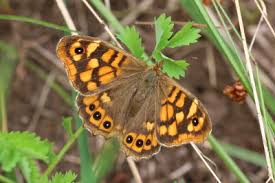 Attēlu rezultāti vaicājumam “Pararge aegeria upperside”