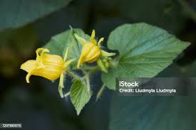 Attēlu rezultāti vaicājumam “Thladiantha dubia”