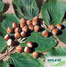 Attēlu rezultāti vaicājumam “Corylus avellana fruit”