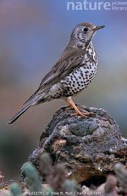 Attēlu rezultāti vaicājumam “Turdus viscivorus”