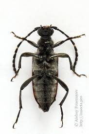 Attēlu rezultāti vaicājumam “Paracorymbia maculicornis imago”