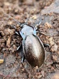 Attēlu rezultāti vaicājumam “Carabus nemoralis”