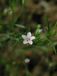 Attēlu rezultāti vaicājumam “Gypsophila muralis”