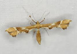 Attēlu rezultāti vaicājumam “Cnaemidophorus rhododactyla”