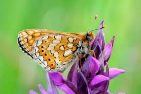Attēlu rezultāti vaicājumam “Euphydrias aurinia”