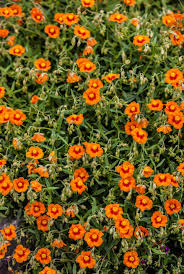 Attēlu rezultāti vaicājumam “Helianthemum nummularium fruit”