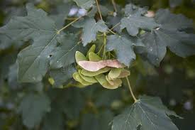 Attēlu rezultāti vaicājumam “Acer campestre fruit”