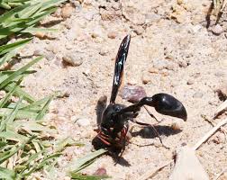 Attēlu rezultāti vaicājumam “Eumenidae”