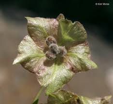 Attēlu rezultāti vaicājumam “Viola mirabilis leaf”
