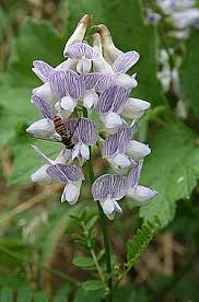 Attēlu rezultāti vaicājumam “Vicia sylvatica leaf”
