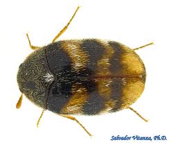 Attēlu rezultāti vaicājumam “Dermestidae”