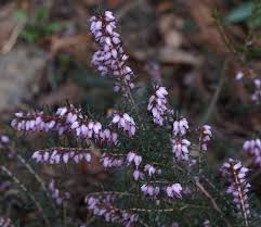 Attēlu rezultāti vaicājumam “Erica x darleyensis flower”