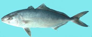 Image result for Seriola rivoliana