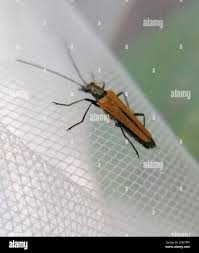 Attēlu rezultāti vaicājumam “Oedemera femorata”