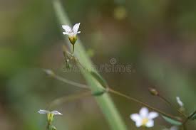 Attēlu rezultāti vaicājumam “Linum catharticum flower”