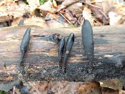 Attēlu rezultāti vaicājumam “Xylaria longipes”