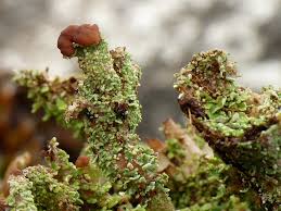 Attēlu rezultāti vaicājumam “Cladonia pyxidata”