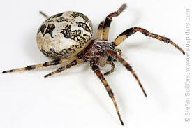 Attēlu rezultāti vaicājumam “Larinioides cornutus”