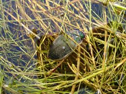 Attēlu rezultāti vaicājumam “Pterostichus quadrifoveolatus”
