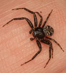 Image result for crab spider