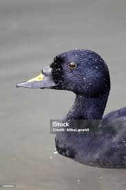 Attēlu rezultāti vaicājumam “Melanitta nigra male”