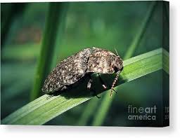 Attēlu rezultāti vaicājumam “Agrypnus murinus”