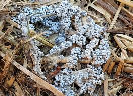 Attēlu rezultāti vaicājumam “Claustria didermoides”