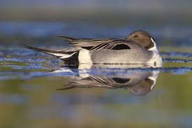 Image result for Anas acuta