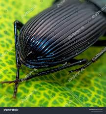 Attēlu rezultāti vaicājumam “Pterostichus melanarius”