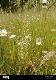 Attēlu rezultāti vaicājumam “Trisetum flavescens flower”