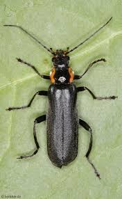 Attēlu rezultāti vaicājumam “Cantharis figurata”