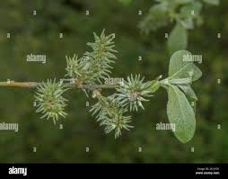 Attēlu rezultāti vaicājumam “Salix myrsinifolia”