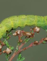 Attēlu rezultāti vaicājumam “Lacanobia contigua imago”