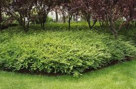 Attēlu rezultāti vaicājumam “Lonicera”