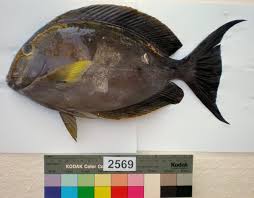 Image result for Acanthurus xanthopterus