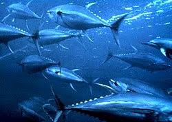 Image result for Thunnus maccoyii