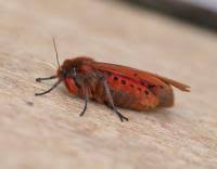 Attēlu rezultāti vaicājumam “Phragmatobia fuliginosa imago”