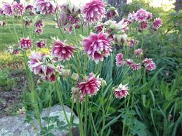 Image result for Aquilegia vulgaris `Nora Barlow`