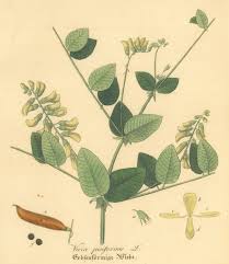 Attēlu rezultāti vaicājumam “Vicia pisiformis”