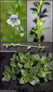 Attēlu rezultāti vaicājumam “Veronica serpyllifolia leaf”