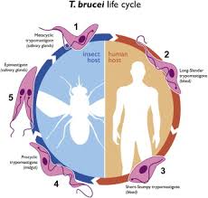 Attēlu rezultāti vaicājumam “Epirhoe tristata”