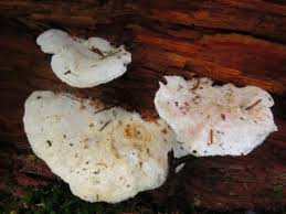 Attēlu rezultāti vaicājumam “Postia guttulata”