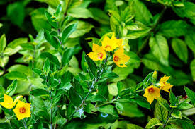 Attēlu rezultāti vaicājumam “Lysimachia vulgaris leaf”