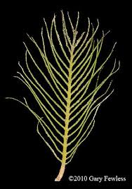 Attēlu rezultāti vaicājumam “Myriophyllum alterniflorum leaf”